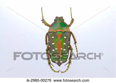 Stock Photo - Scarab Beetle. Fotosearch