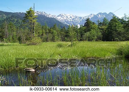 Scenic View of Forest with Snowy Mountain View Large Photo Image Picture - Scenic View of Forest with Snowy Mountain. Fotosearch