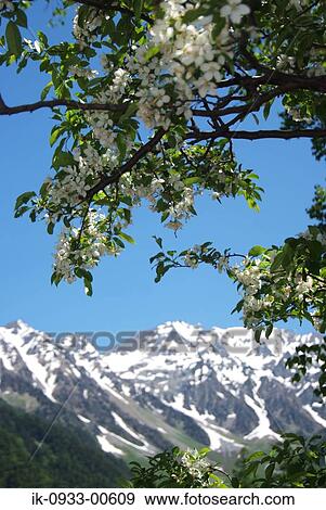 Scenic View of Forest with Snowy Mountain View Large Photo Image Stock Photo - Scenic View of Forest with Snowy Mountain. Fotosearch