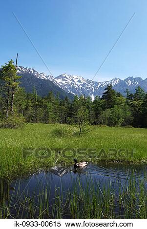 Scenic View of Forest with Snowy Mountain View Large Photo Image Stock Photography - Scenic View of Forest with Snowy Mountain. Fotosearch