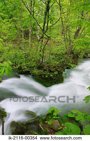Scenic View of Oirase Stream, Aomori Prefecture, Japan View Large Photo Image Picture - Scenic View of Oirase Stream, Aomori Prefecture, Japan. Fotosearch