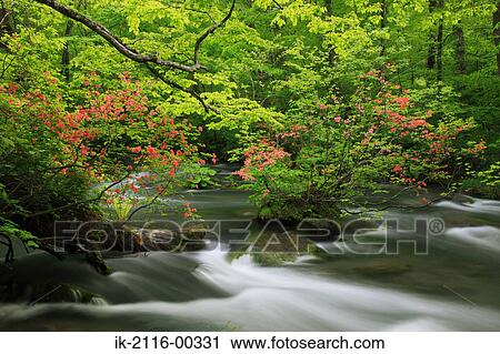 Scenic View of Oirase Stream, Aomori Prefecture, Japan View Large Photo Image Stock Image - Scenic View of Oirase Stream, Aomori Prefecture, Japan. Fotosearch