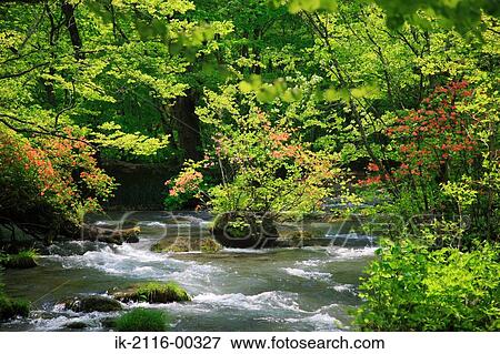 Scenic View of Oirase Stream, Aomori Prefecture, Japan View Large Photo Image Stock Photo - Scenic View of Oirase Stream, Aomori Prefecture, Japan. Fotosearch