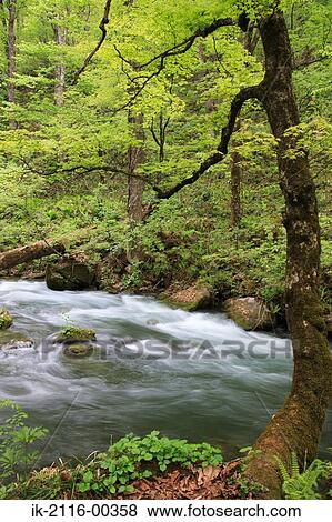Scenic View of Oirase Stream, Aomori Prefecture, Japan View Large Photo Image Stock Photo - Scenic View of Oirase Stream, Aomori Prefecture, Japan. Fotosearch