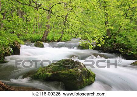 Scenic View of Oirase Stream, Aomori Prefecture, Japan View Large Photo Image Stock Photograph - Scenic View of Oirase Stream, Aomori Prefecture, Japan. Fotosearch