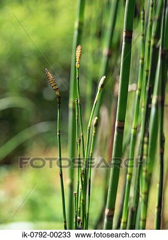 Scouring Rush in Field View Large Photo Image Stock Image - Scouring Rush in Field. Fotosearch
