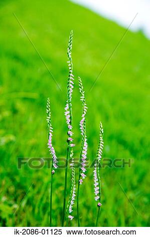 Stock Photography - Screw Flower. Fotosearch