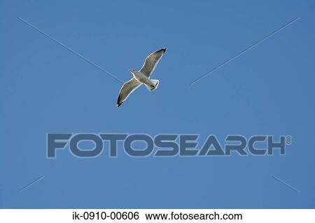 Stock Photograph - Seagull Flying in Sky. Fotosearch