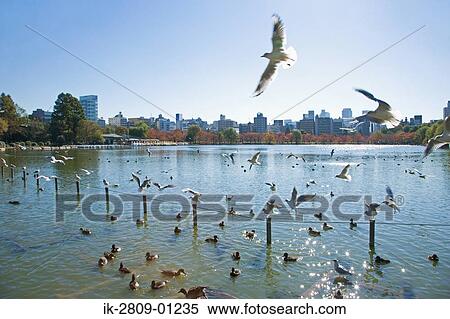 Seagull in Shinobazu Pond in Ueno, Japan View Large Photo Image Stock Photography - Seagull in Shinobazu Pond in Ueno, Japan. Fotosearch