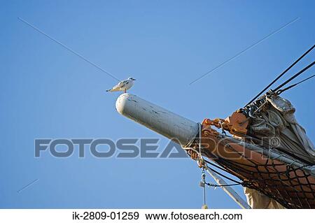 Seagull Sitting on Bow of Boat against Blue Sky View Large Photo Image Stock Photo - Seagull Sitting on Bow of Boat against Blue Sky. Fotosearch