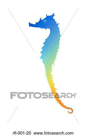 Seahorse View Large Photo Image Stock Image - Seahorse. Fotosearch