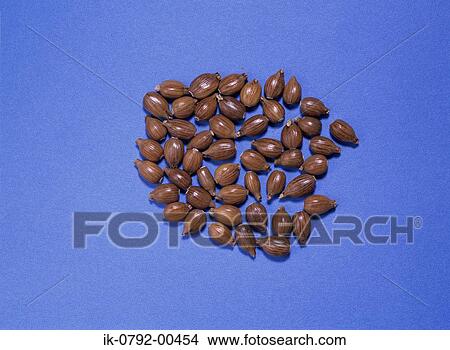 Seeds of Jobs' Tears on Blue Background View Large Photo Image Picture - Seeds of Jobs' Tears on Blue Background. Fotosearch
