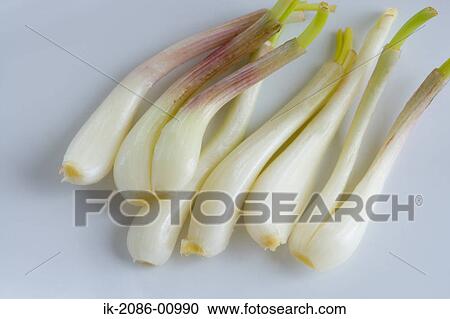 Shallots on White Background View Large Photo Image Stock Image - Shallots on White Background. Fotosearch