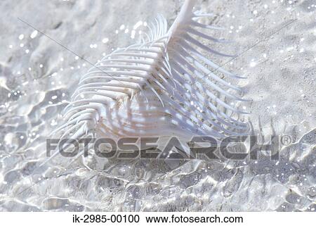 Stock Image - Shellfish at Okinawa Prefecture, Japan. Fotosearch