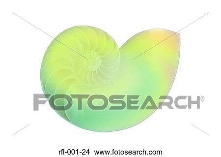 Shells View Large Photo Image Picture - Shells. Fotosearch