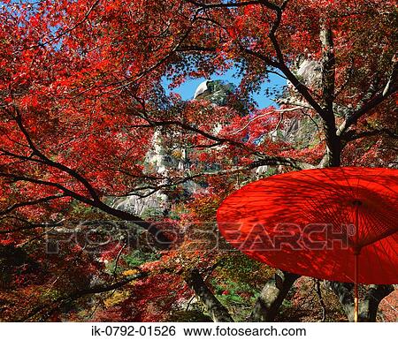 Shosenkyo of Autumn Red Leaves View Large Photo Image Stock Photograph - Shosenkyo of Autumn Red Leaves. Fotosearch