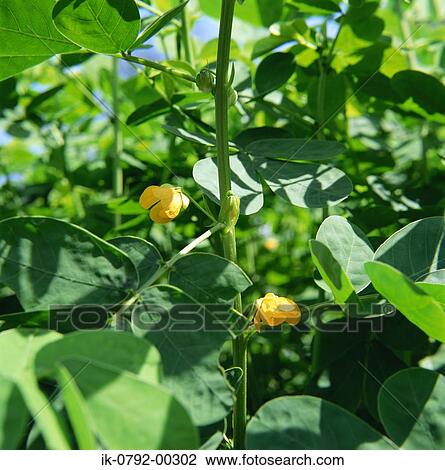 Stock Image - Shrimp Plant with Flowers and Leaves. Fotosearch
