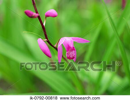 Silang Flowers and Buds View Large Photo Image Stock Photo - Silang Flowers and Buds. Fotosearch