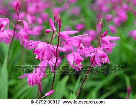 Silang Flowers Growing in Garden View Large Photo Image Stock Photo - Silang Flowers Growing in Garden. Fotosearch