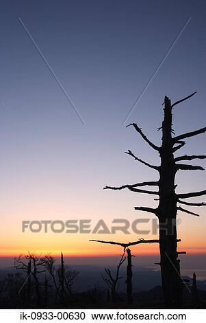 Silhouette of Tree Branches in the Sunrise View Large Photo Image Stock Image - Silhouette of Tree Branches in the Sunrise . Fotosearch