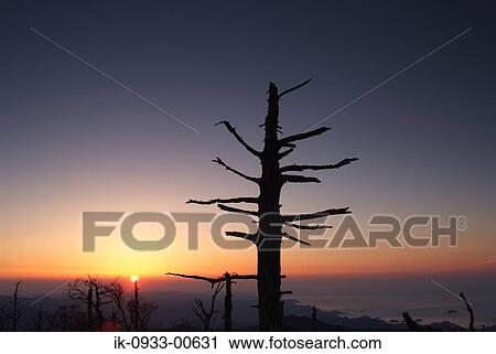 Stock Image - Silhouette of Tree Branches in the Sunrise . Fotosearch