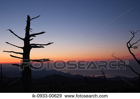 Silhouette of Tree Branches in the Sunrise View Large Photo Image Stock Photo - Silhouette of Tree Branches in the Sunrise . Fotosearch