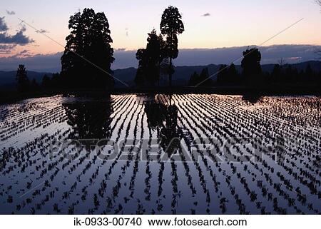 Silhouetted Image of Rice Field View Large Photo Image Stock Image - Silhouetted Image of Rice Field. Fotosearch