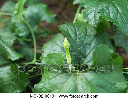 Small Chinese Cucumber Flower Bud View Large Photo Image Stock Photo - Small Chinese Cucumber Flower Bud. Fotosearch