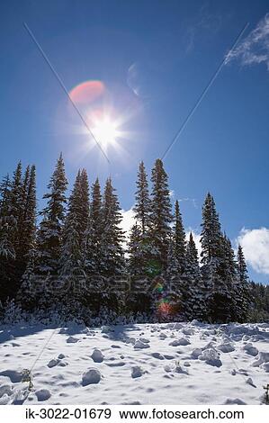 Snow-Caped Trees Shining View Large Photo Image Stock Photo - Snow-Caped Trees Shining. Fotosearch