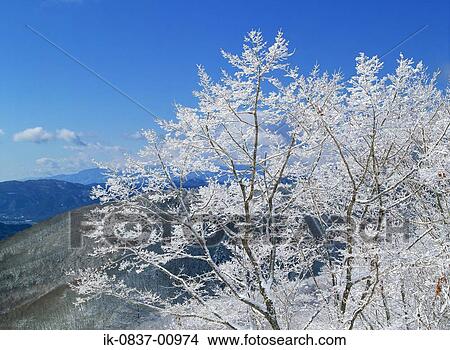 Snow-Capped Tree against Clear Sky View Large Photo Image Picture - Snow-Capped Tree against Clear Sky. Fotosearch