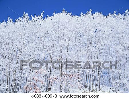 Snow-Capped Tree against Clear Sky View Large Photo Image Stock Image - Snow-Capped Tree against Clear Sky. Fotosearch