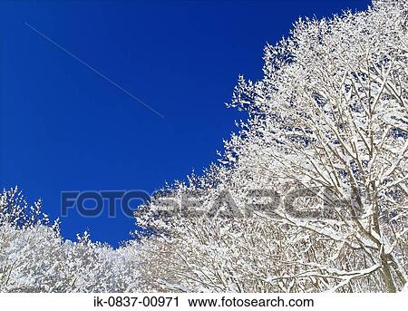 Snow Covered Trees Growing in Wintertime View Large Photo Image Stock Image - Snow Covered Trees Growing in Wintertime. Fotosearch