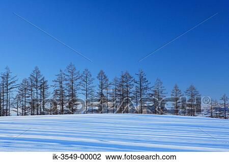 Snow-covered trees in snowfield View Large Photo Image Stock Image - Snow-covered trees in snowfield. Fotosearch