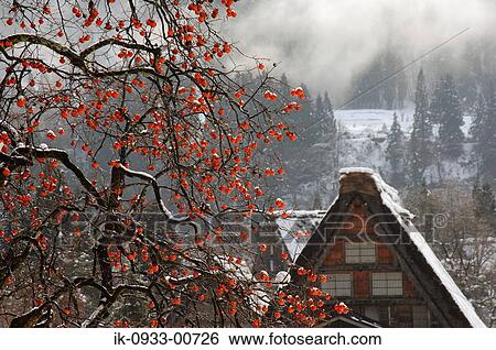 Snowfall in Shirakawa Village in Winter Season, Japan View Large Photo Image Stock Photograph - Snowfall in Shirakawa Village in Winter Season, Japan. Fotosearch