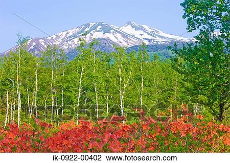 Snowy Covered Mountains in Forest View Large Photo Image Stock Image - Snowy Covered Mountains in Forest. Fotosearch