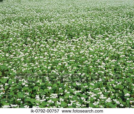 Stock Photo - Sova Flowers Growing in Field. Fotosearch