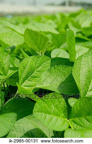 Stock Image - Soyabeans Leaves Growing in Field. Fotosearch