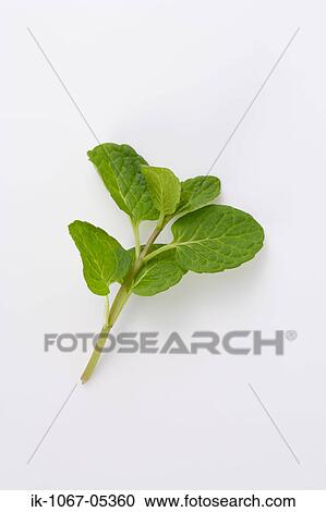 Stock Image - Spearmint. Fotosearch