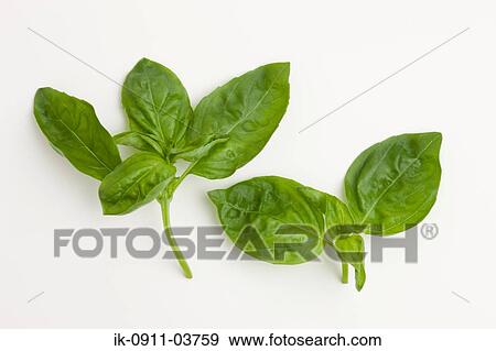Stock Photo - Spinach leaves on white background. Fotosearch