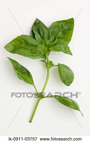 Spinach leaves View Large Photo Image Stock Photo - Spinach leaves. Fotosearch