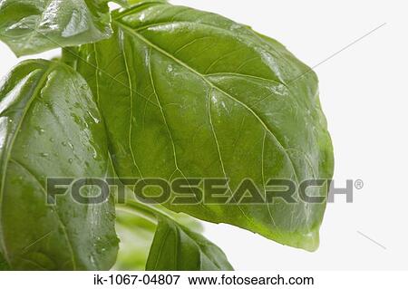 Spinach Leaves View Large Photo Image Stock Photo - Spinach Leaves. Fotosearch