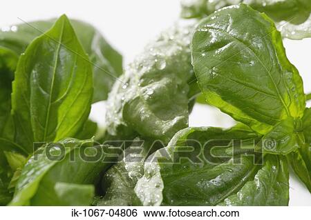 Stock Photograph - Spinach Leaves. Fotosearch