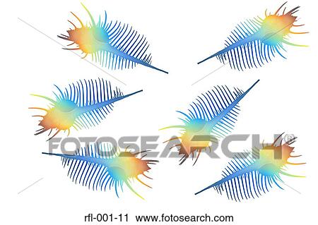 Spiny Woodcock View Large Photo Image Stock Image - Spiny Woodcock. Fotosearch