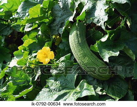 Picture - Sponge Gourd Hanging on the Tree. Fotosearch