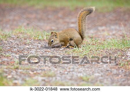 Squirrel at Edmonton Maligne Lake, Alberta, Canada View Large Photo Image Stock Photo - Squirrel at Edmonton Maligne Lake, Alberta, Canada. Fotosearch