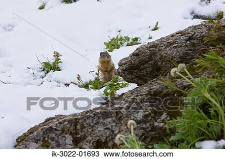 Stock Image - Squirrel Frosted in Snow at Banff in Canada . Fotosearch