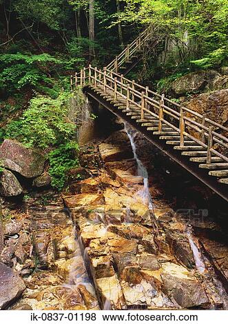Staircase at forest View Large Photo Image Stock Photo - Staircase at forest. Fotosearch