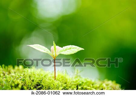 Stewartia Bud Growing in Spring View Large Photo Image Stock Image - Stewartia Bud Growing in Spring. Fotosearch