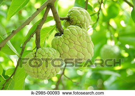 Stock Image - Sugar Apple at Japan, Okinawa Prefecture. Fotosearch