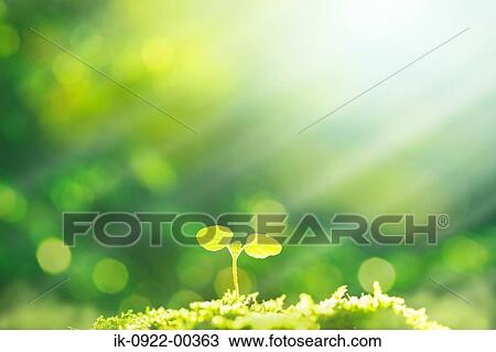 Sunbeams on Fresh Green Bud View Large Photo Image Stock Image - Sunbeams on Fresh Green Bud. Fotosearch